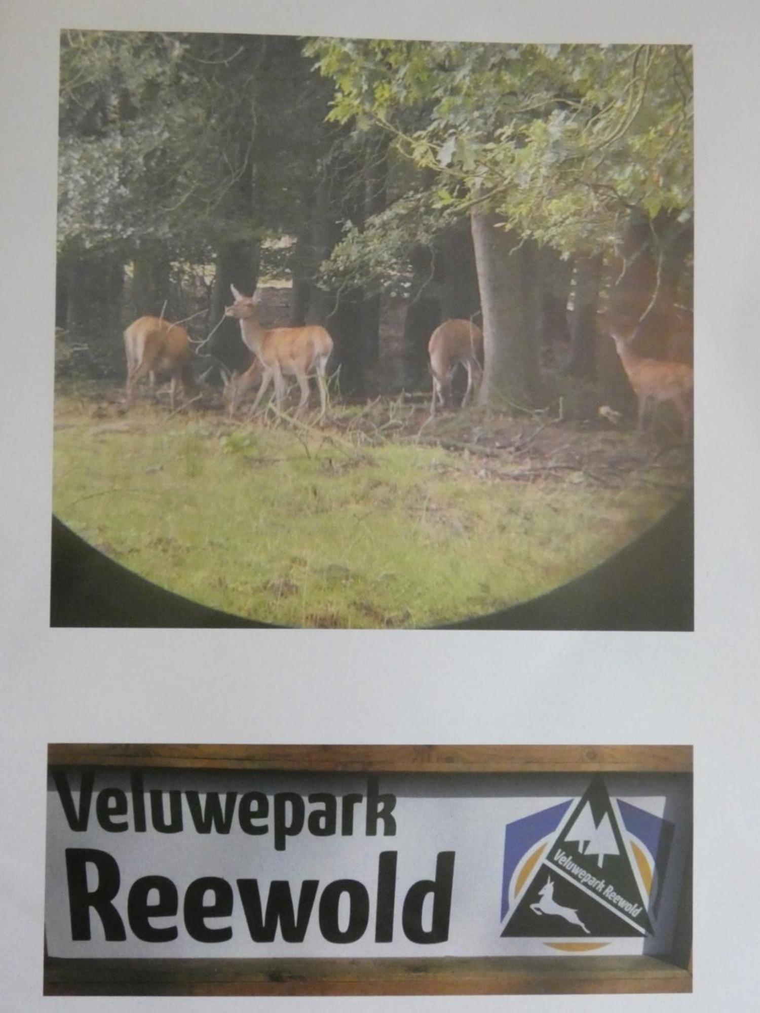Veluwepark Reewold #Chalet Buizerd# Tussen Het Bosrijke Putten En Garderen Luaran gambar