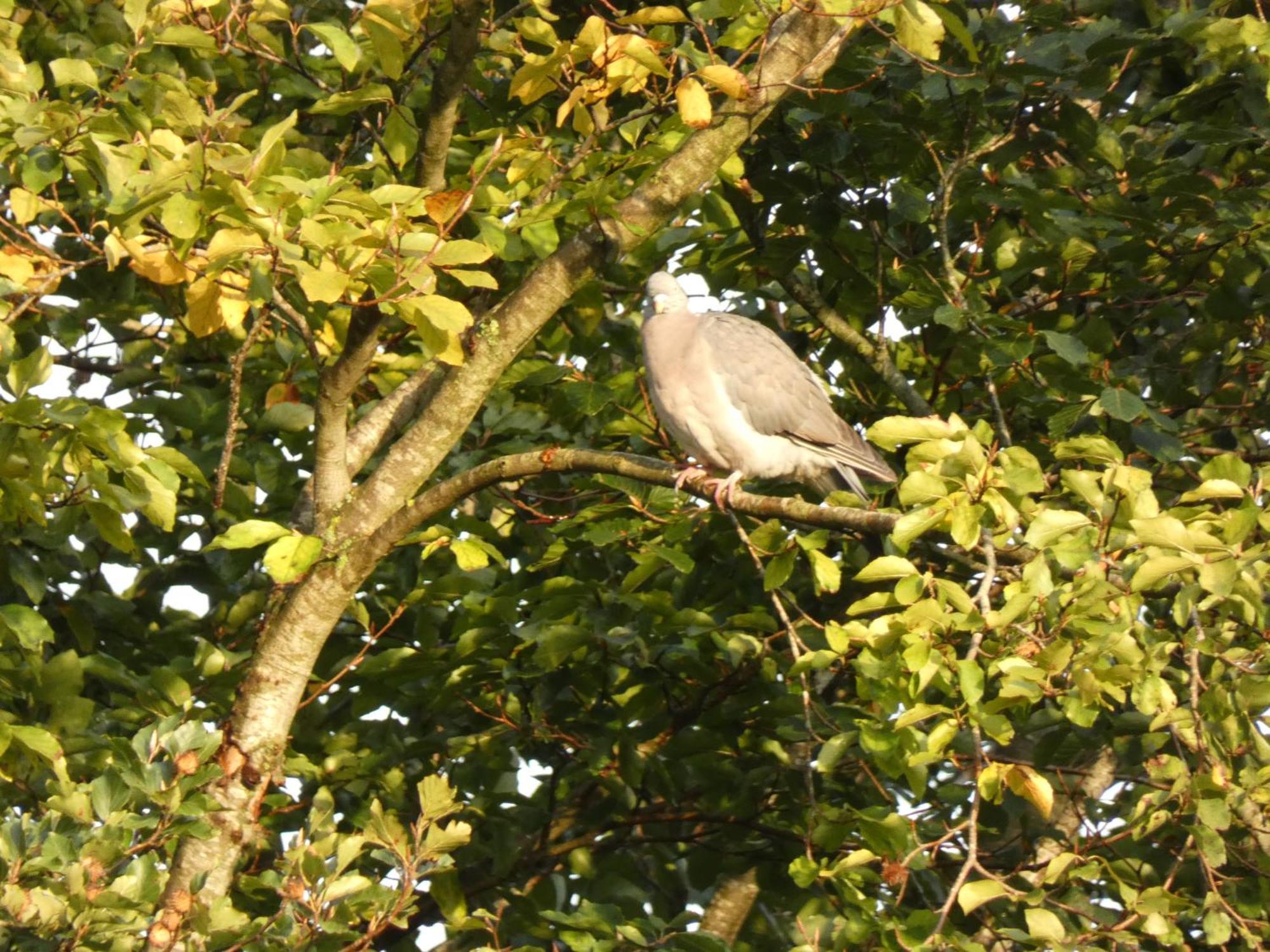 Veluwepark Reewold #Chalet Buizerd# Tussen Het Bosrijke Putten En Garderen Luaran gambar