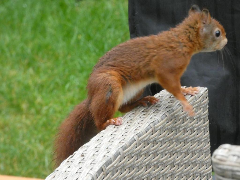 Veluwepark Reewold #Chalet Buizerd# Tussen Het Bosrijke Putten En Garderen Luaran gambar